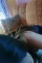 Ngewe Binor Chindo Di Ruang Tamu
