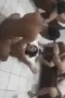 Gokil Pesta Sex Rame-Rame Bebas Ngentot Sepuasnya